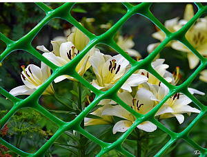 Решетка садовая (пластиковая сетка) 2.0х20м