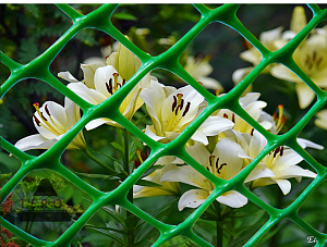 Решетка садовая (пластиковая сетка) 2х10м